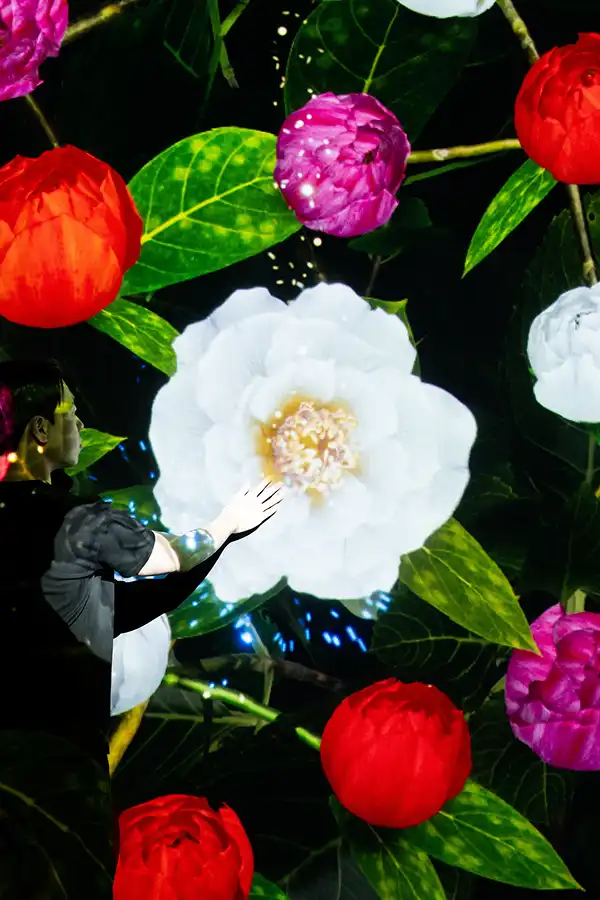 67a070227da5e9e29a65ca82_GIANT_CAMELLIA