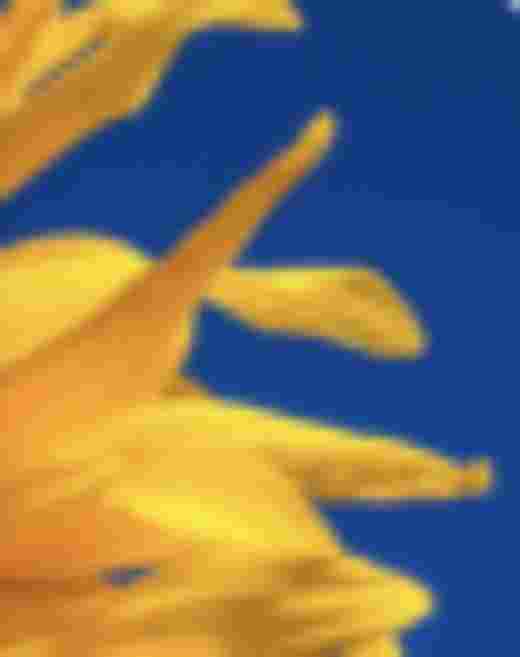 A sunflower photo sent as a standard Text, blurry and pixelated