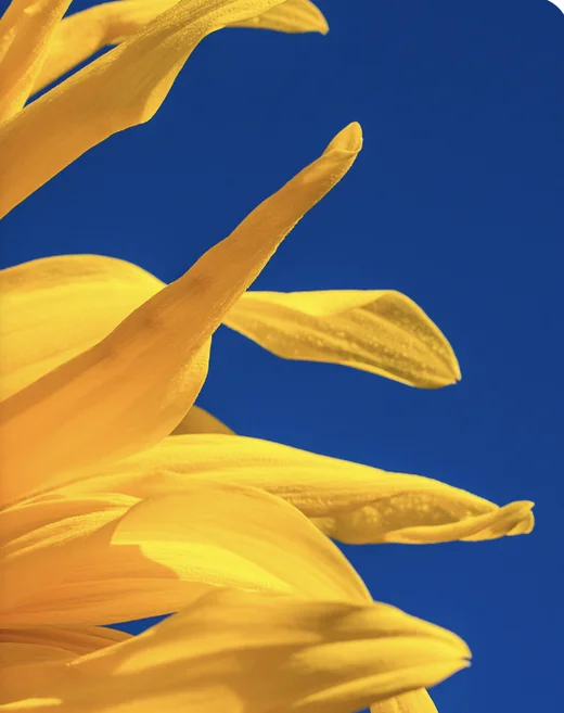 The same sunflower photo sent with Branded Texting, sharp and detailed